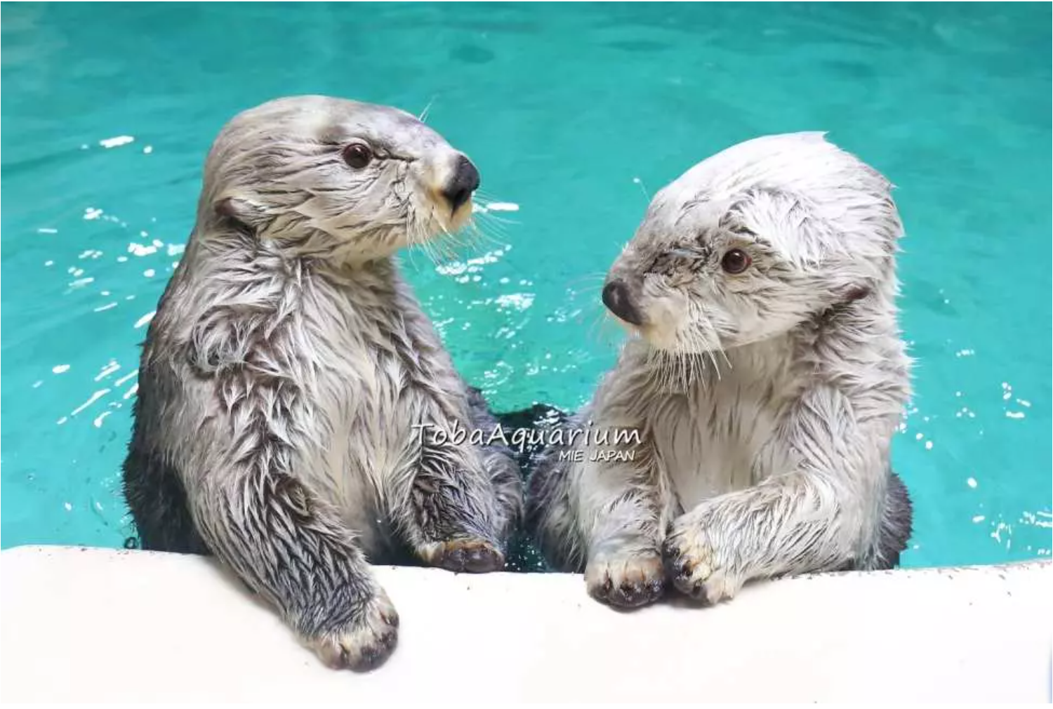 鳥羽水族館-入場チケット（三重県-鳥羽市）-KKday-08-29-2025_09_18_PM